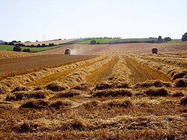 Agriculture