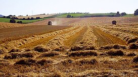 landwirtschaftliche Fläche