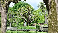 [Translate to English:] 250 Jahre alte Linden im Stiftspark